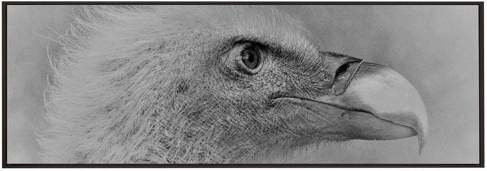 Artwork- Bald eagle-36X24inches-In Black Floating Frame