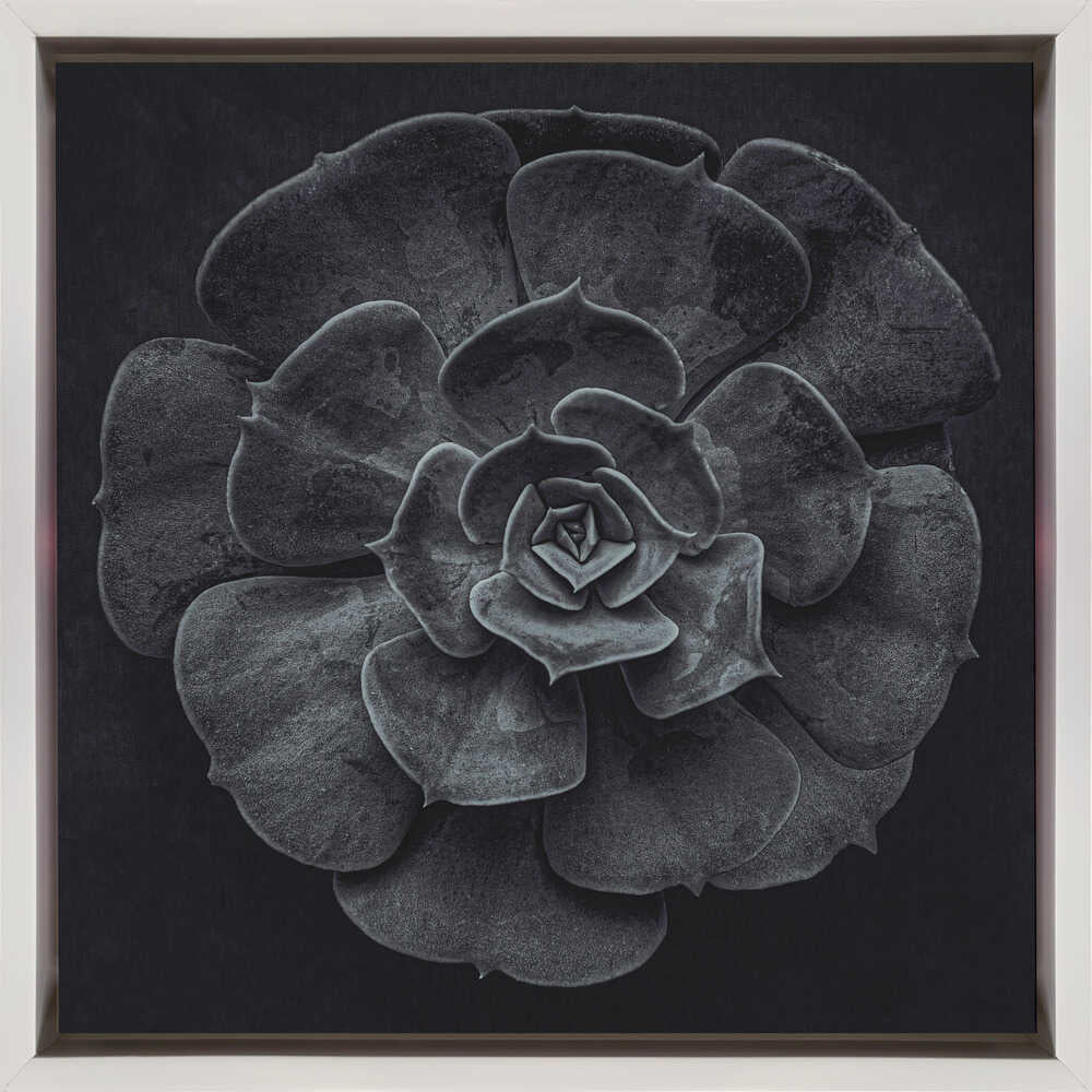 Wall art Cactus flower