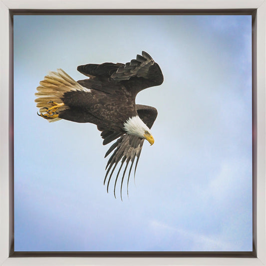 Wall art Taking Flight-24X24inches-In Black Floating Frame
