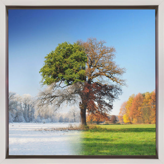 4 seasons Wall Artwork In Black Floating Frame