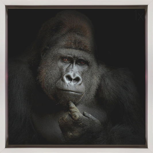 ego cogito, ergo sum Wall Artwork In Black Floating Frame