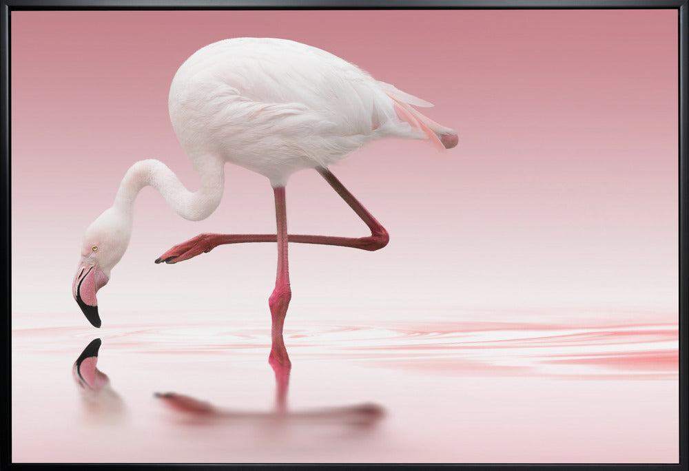 Artwork Flamingo36X24inches- White Frame