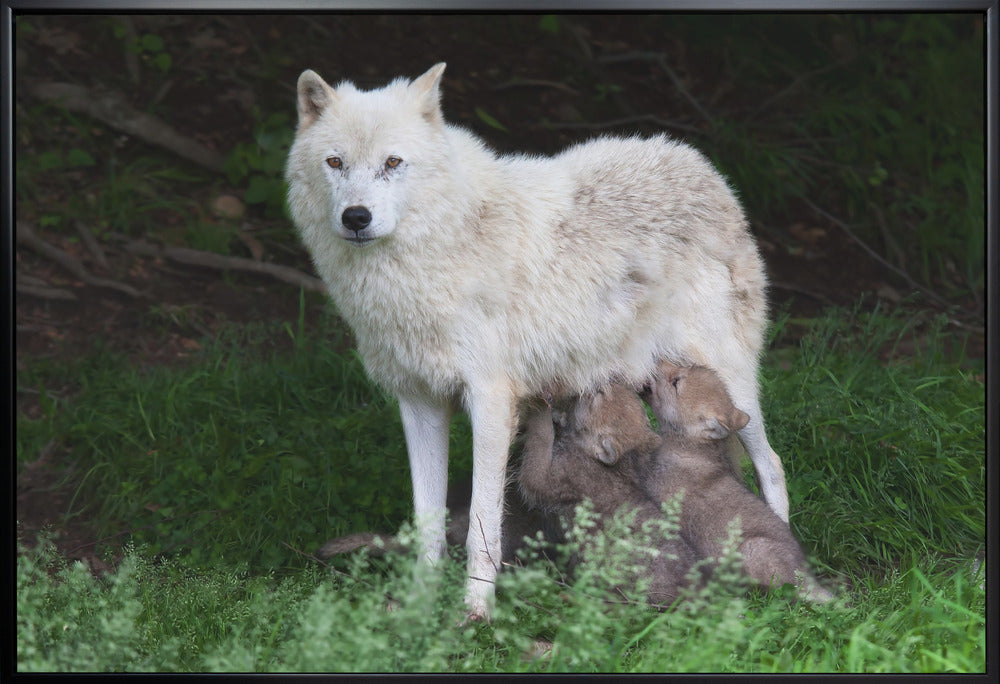 Wall art Arctic Wolves - Remus and Romulus-36X24inches-In White Floating Frame
