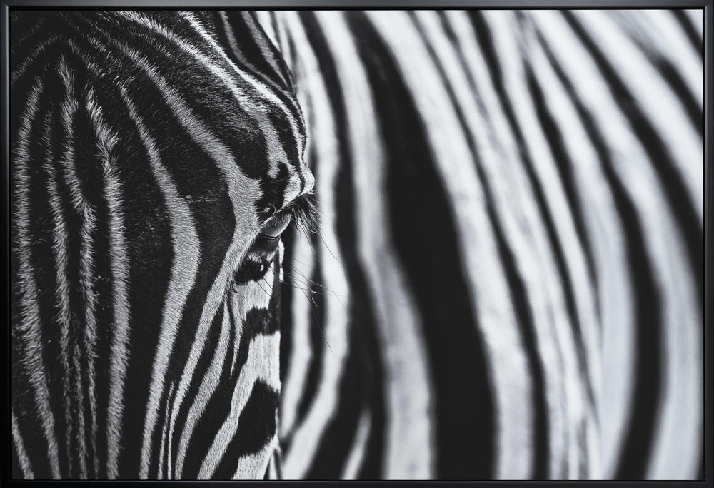 Artwork- The look of nature-20X16inches-In White Floating Frame