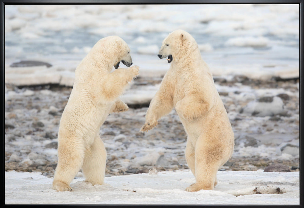 Wall art Fight !-36X24inches-In White Floating Frame