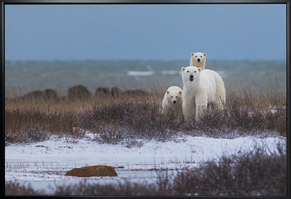 Wall art Mother bear with cubs, Hudson bay in the background-36X24inches-In White Floating Frame