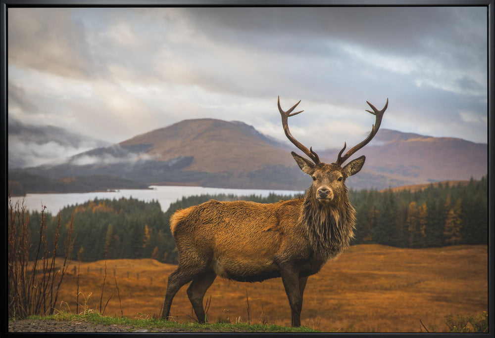 Scottish Stag Wall Artwork In White Floating Frame