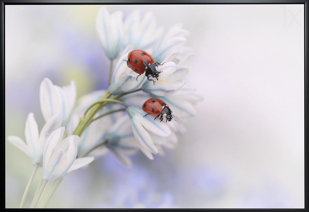 Artwork Ladybirds36X24inches- White Frame