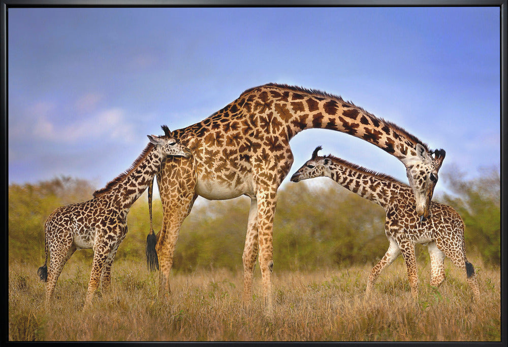 Artwork Giraffe with cubs36X24inches- White Frame