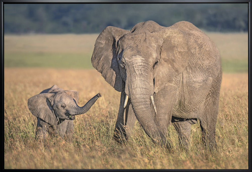 Artwork Mom elephant with calf36X24inches- White Frame