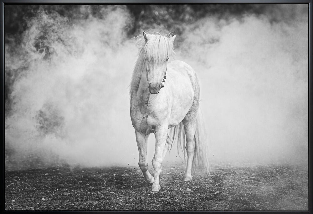 Artwork- Icelandic pony-20X16inches-In White Floating Frame