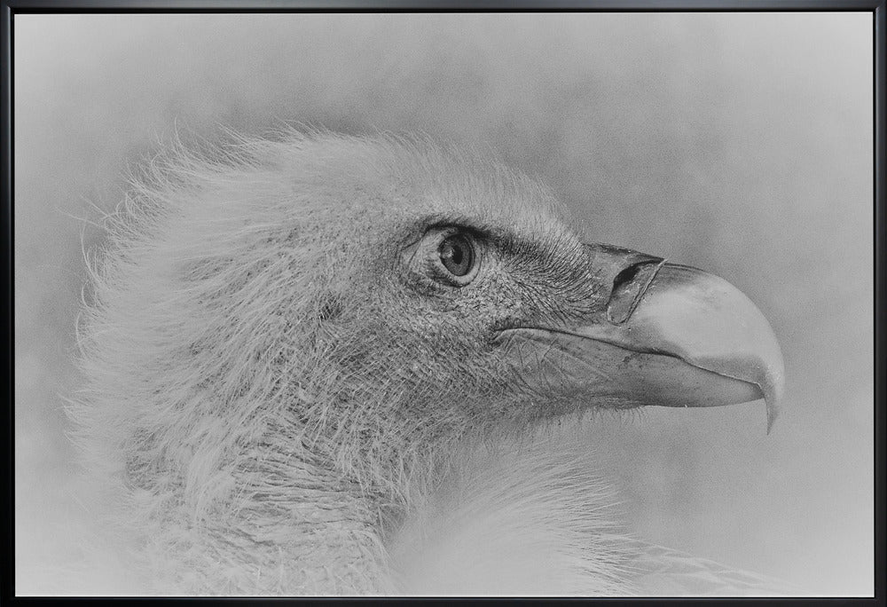 Artwork- Bald eagle-20X16inches-In White Floating Frame