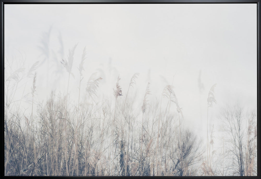 Artwork- Landscape of reeds and grass-20X16inches-In White Floating Frame