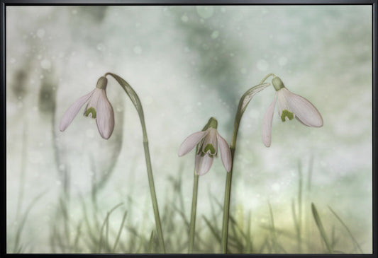 Trio 2 Wall Artwork In Black Floating Frame