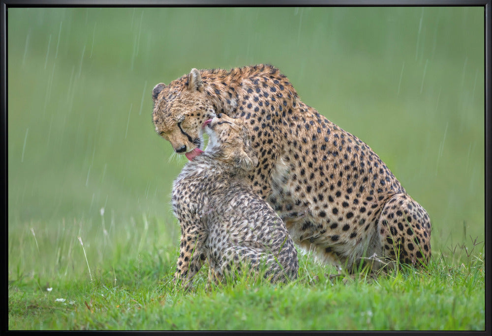 canvas prints Cheetah with cub in the rain.Felines36X24inches- White Frame