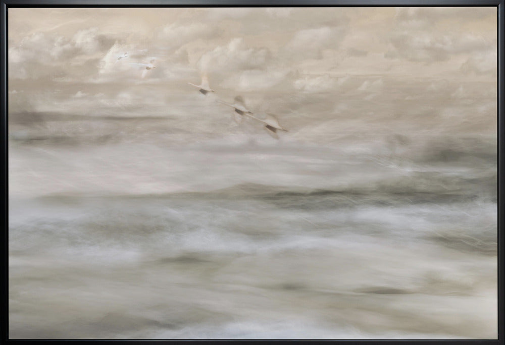 Artwork- Swans over sea-20X16inches-In White Floating Frame