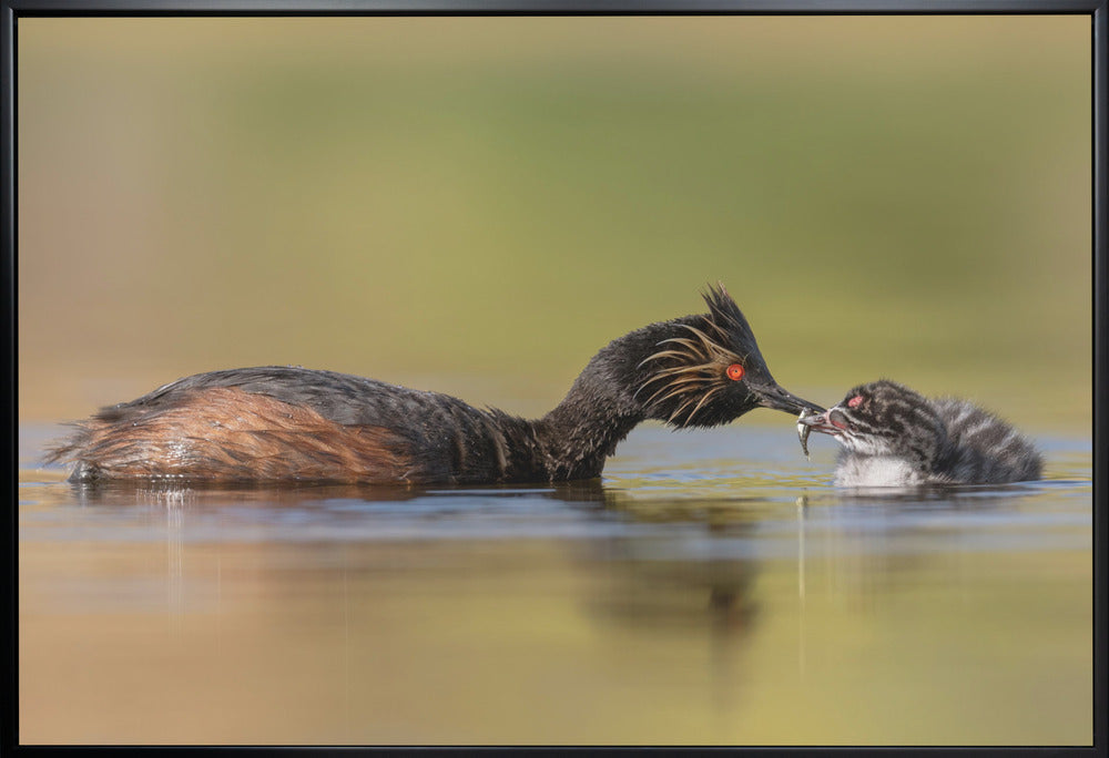 canvas prints Feeding36X24inches- White Frame