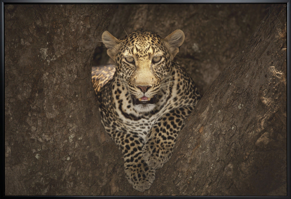 Artwork Leopard Resting on a Tree at Masai Mara36X24inches- White Frame