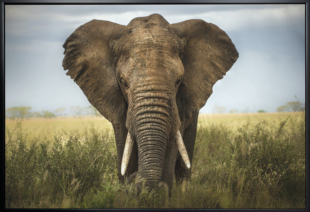 Artwork Encounters in Serengeti. Elephant36X24inches- White Frame