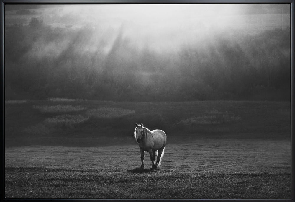 Artwork morning appearance. Hourses36X24inches- White Frame