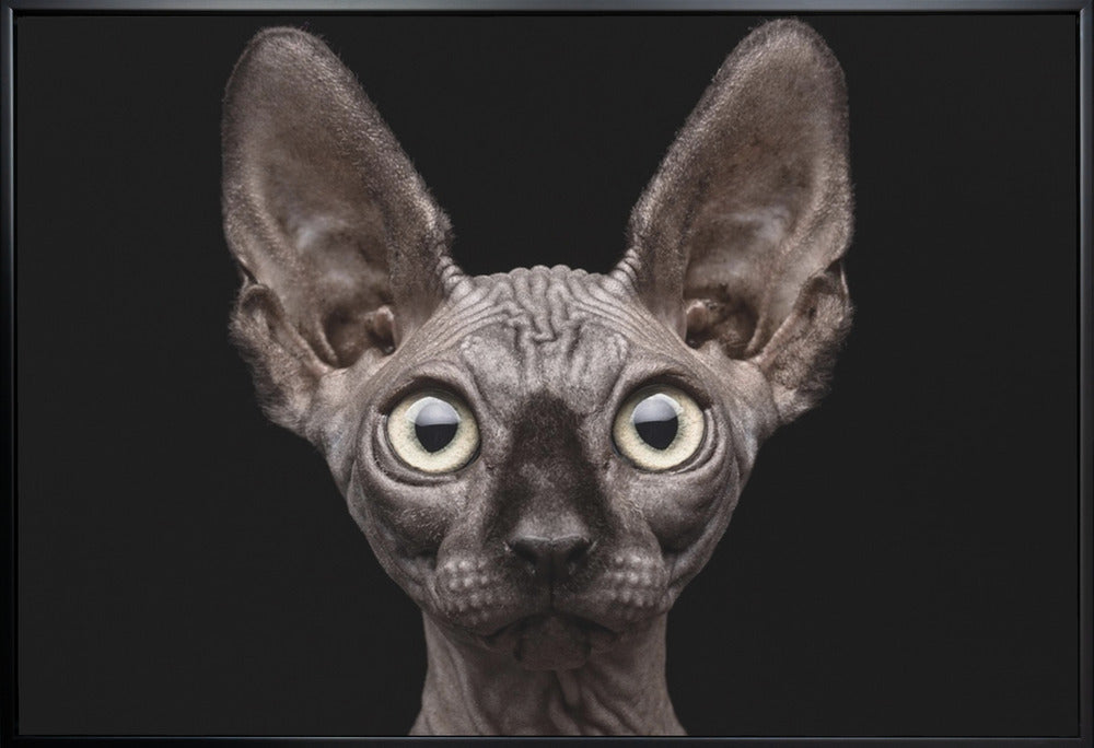 Artwork Sphynx Cat36X24inches- White Frame