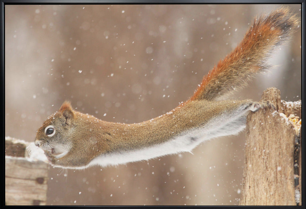 Wall art The Acrobat-36X24inches-In White Floating Frame