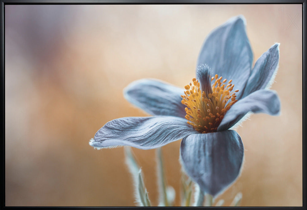 Artwork Pasque. Floral36X24inches- White Frame