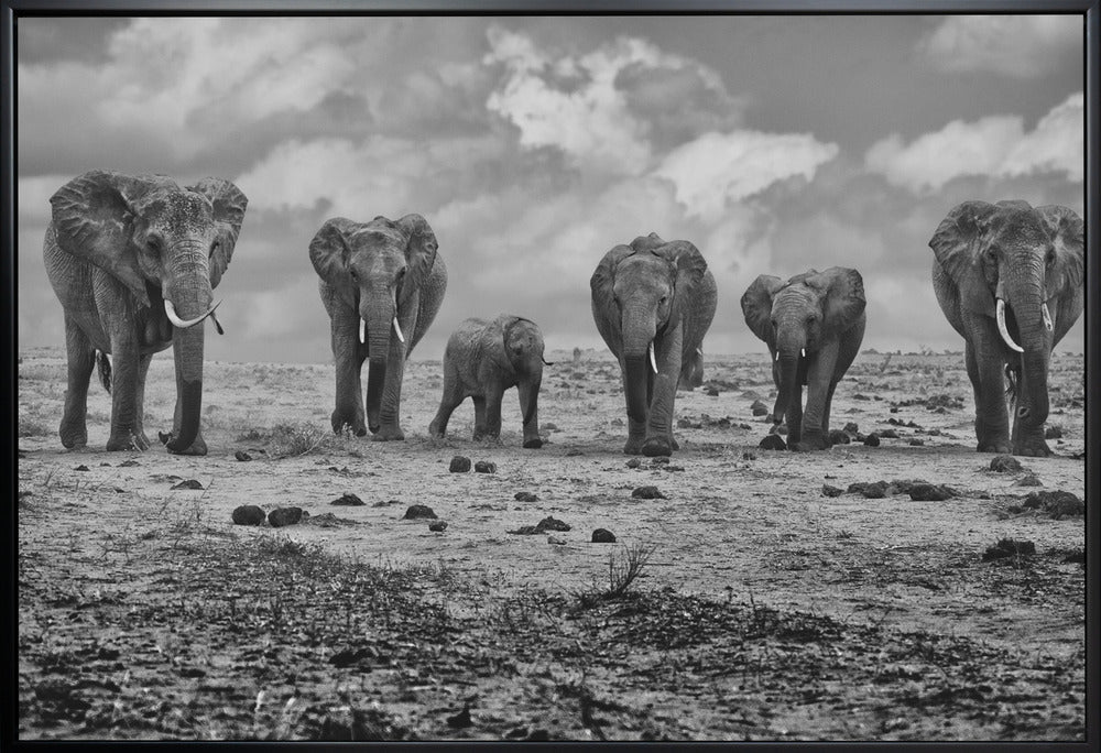Artwork Big Family. Elephants36X24inches- White Frame