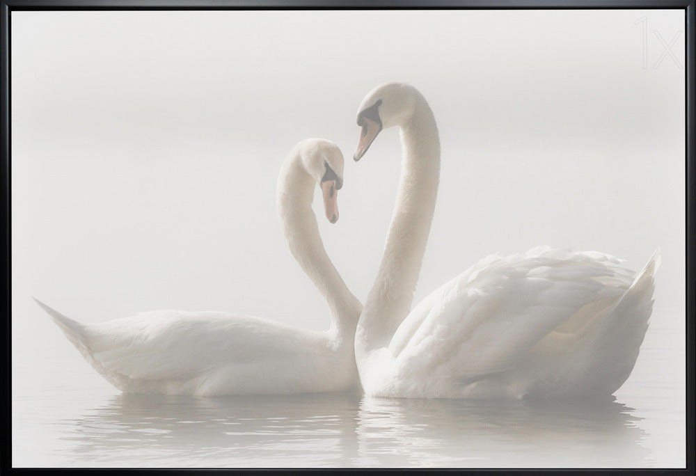 Artwork Forever. Swam36X24inches- White Frame