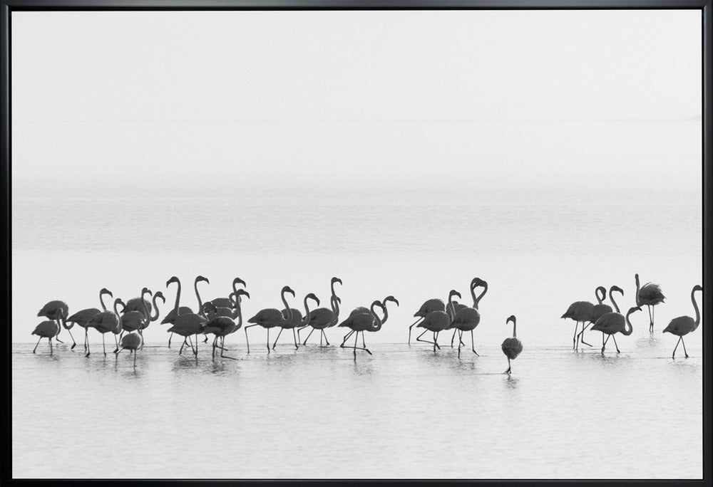 Artwork Flamingos36X24inches- White Frame