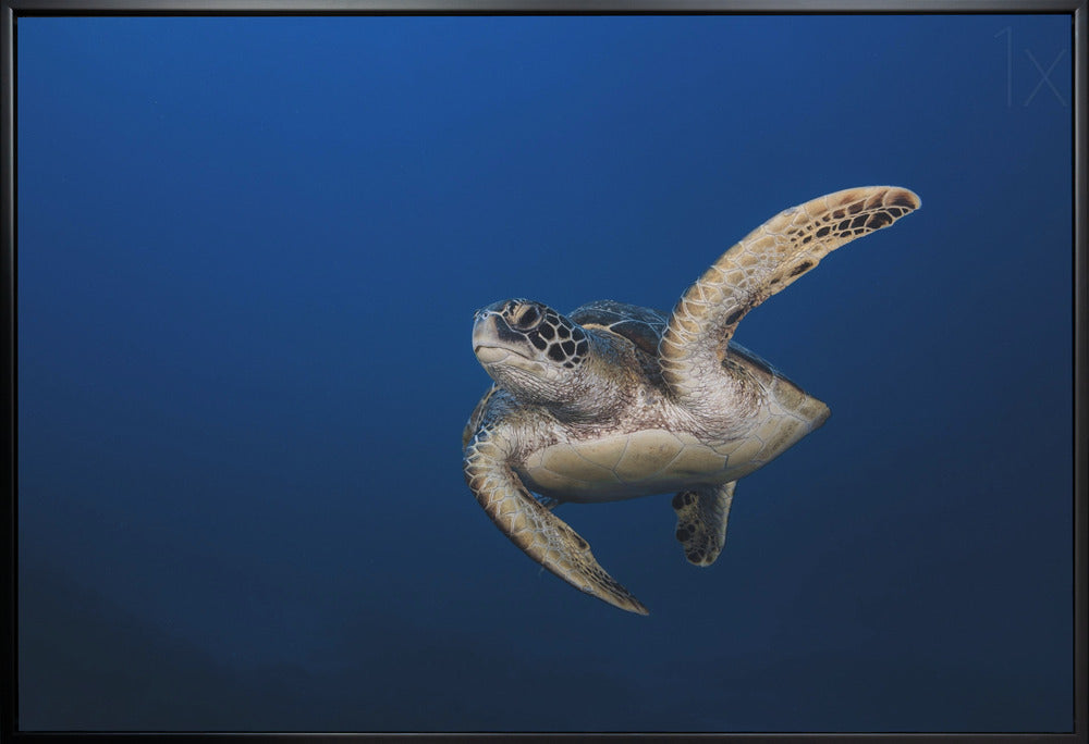 Wall art Green Turtle-36X24inches-In White Floating Frame