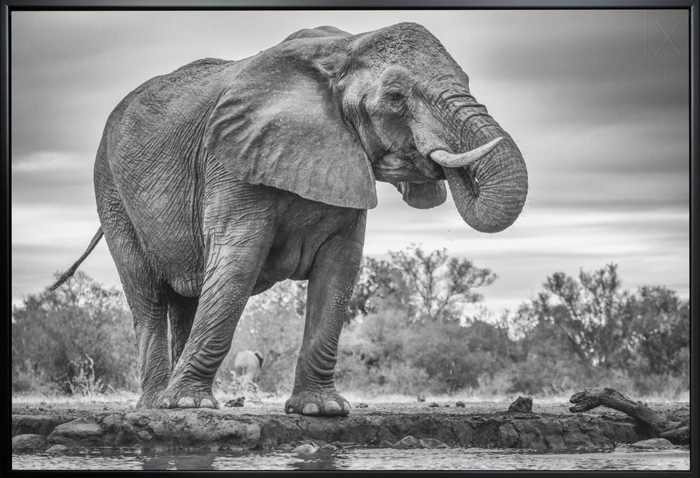 Artwork Standing Proud. Elephant36X24inches- White Frame