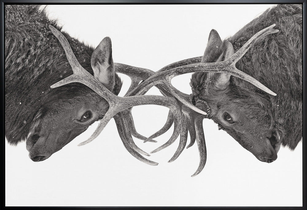 Wall art Eye to Eye - Elk fight-36X24inches-In White Floating Frame