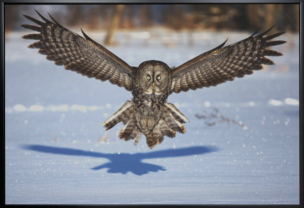 Wall art In your face - Great Grey Owl-36X24inches-In White Floating Frame