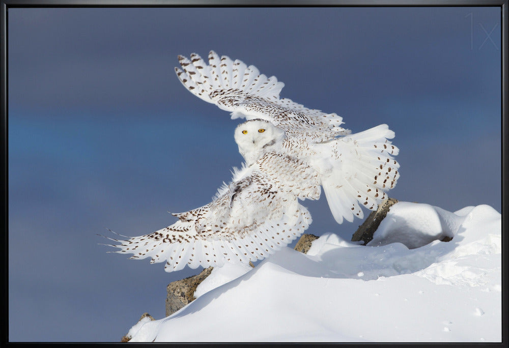 Wall art Snowy Owl in Flight-36X24inches-In White Floating Frame