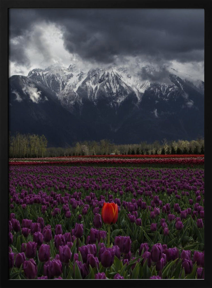 Wall art Tulip in Vancouver, Canada-24X36inches-In White Floating Frame