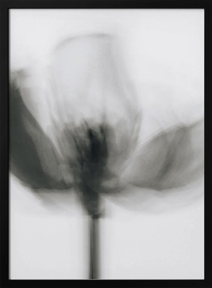 Artwork- Mono Tulip-16X20inches-In White Floating Frame