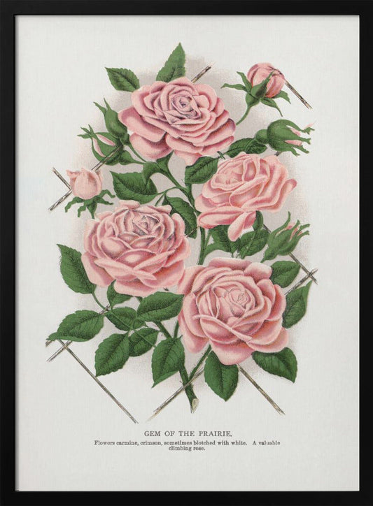 Pink Rose, Gem of the Prairie Lithograph Wall Artwork In Black Floating Frame