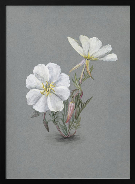 Giant Helleborine (1880) Wall Artwork In Black Floating Frame