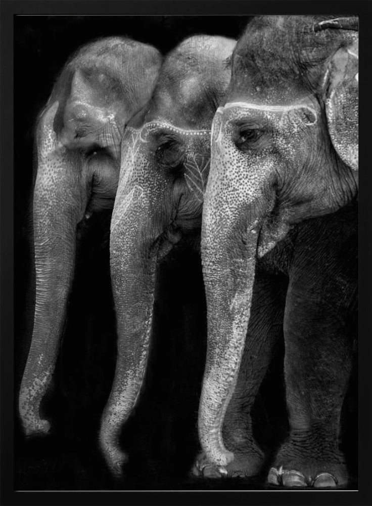 Artwork Nature\'s great masterpiece, an elephant; the only harmless great thing ...24X36inches- White Frame