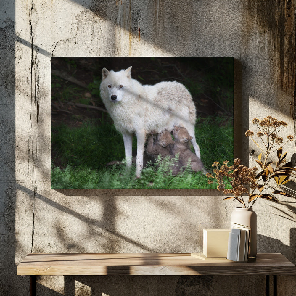 Wall art Arctic Wolves - Remus and Romulus-48X36inches-In Black Floating Frame