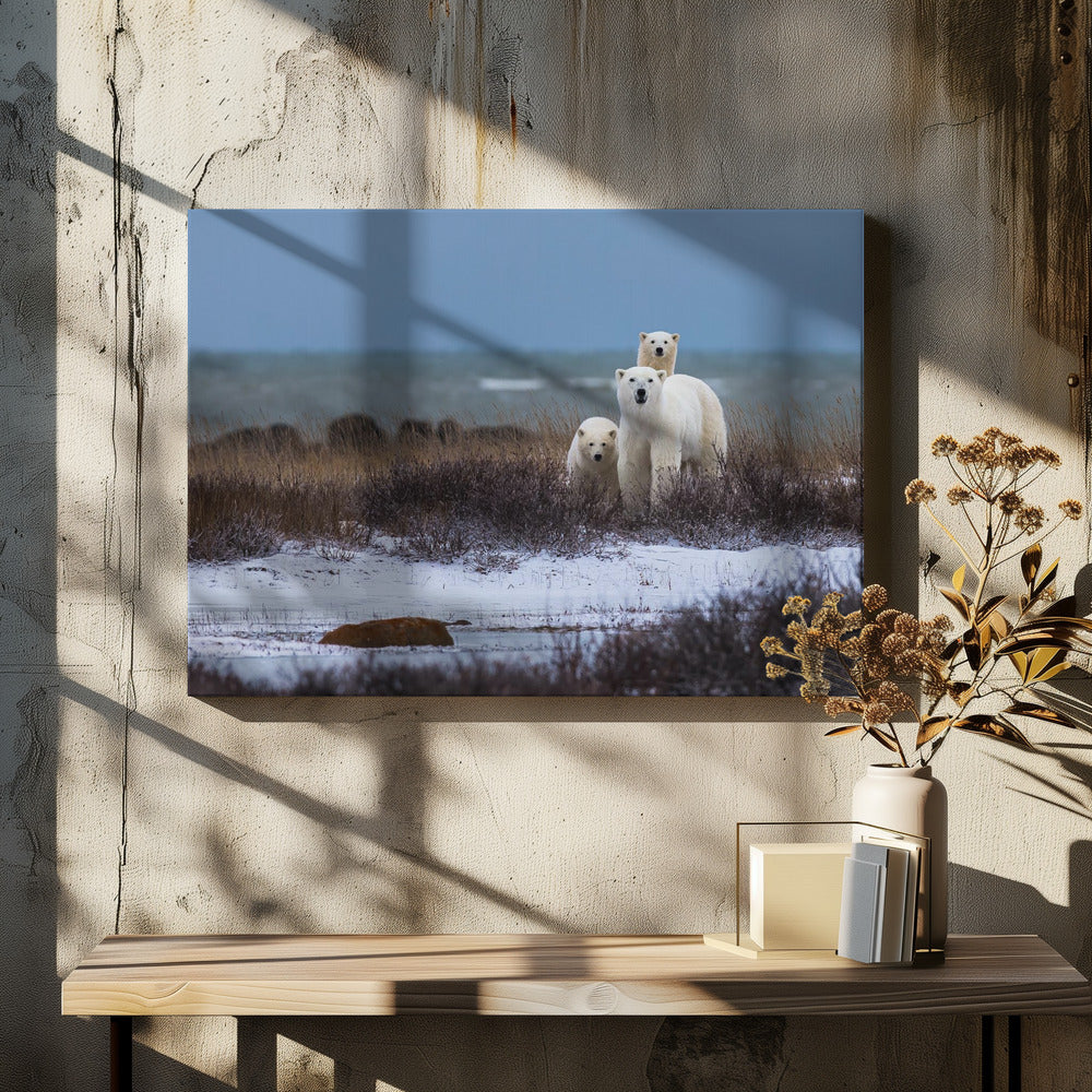 Wall art Mother bear with cubs, Hudson bay in the background-48X36inches-In Black Floating Frame