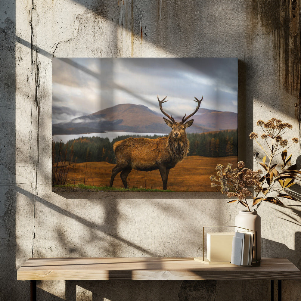 Scottish Stag Wall Artwork In Black Floating Frame