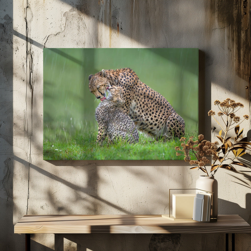canvas prints Cheetah with cub in the rain.Felines48X36inches- Black Frame