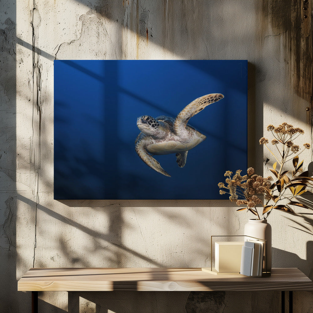 Wall art Green Turtle-48X36inches-In Black Floating Frame