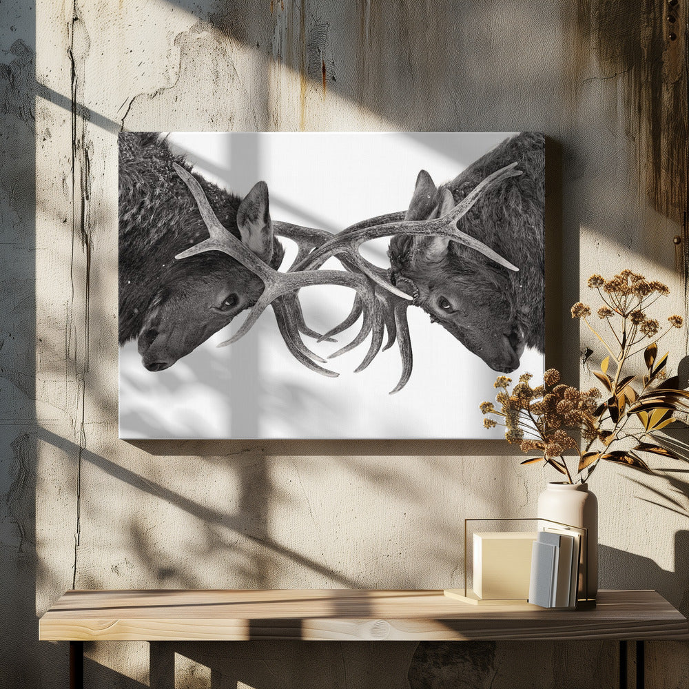 Wall art Eye to Eye - Elk fight-48X36inches-In Black Floating Frame