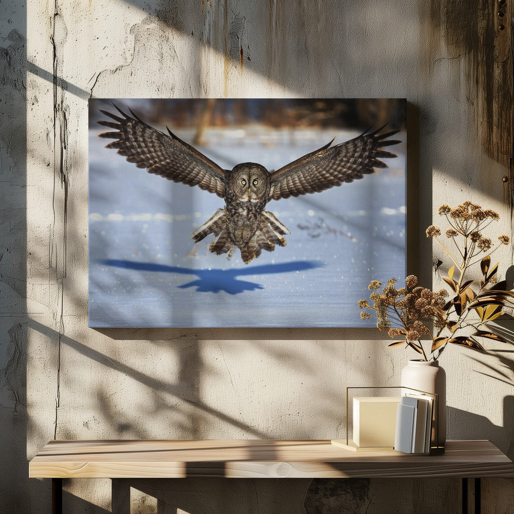 Wall art In your face - Great Grey Owl-48X36inches-In Black Floating Frame