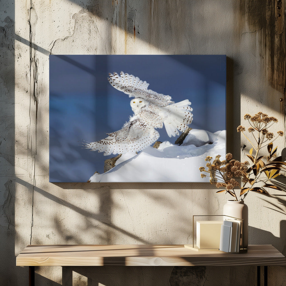 Wall art Snowy Owl in Flight-48X36inches-In Black Floating Frame