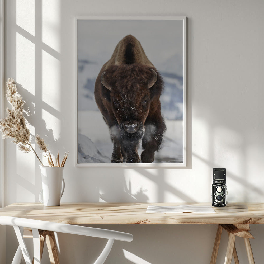 Bison Incoming Wall Artwork In White Floating Frame