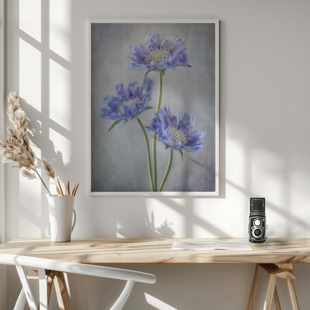 Scabiosa Wall Artwork In White Floating Frame
